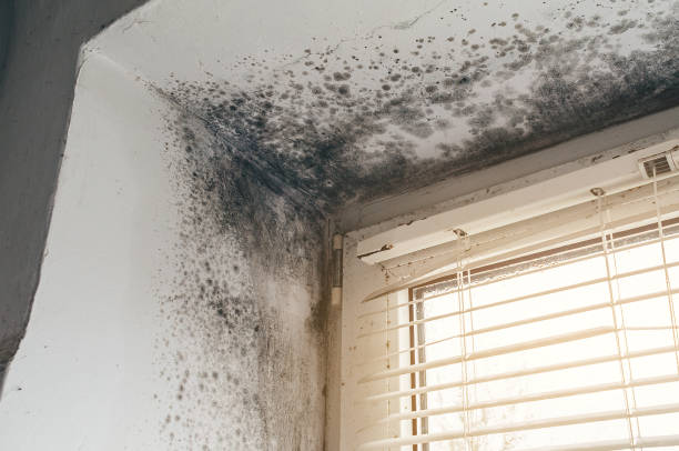 Affordable Mold Remediation solutions in Hamilton, IL